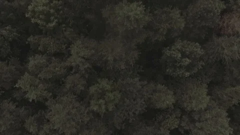 Forest Trees Aerial Flyover 1 스톡 동영상 97205165