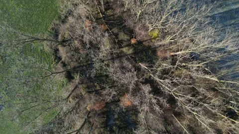 Forest Trees Aerial Topdown View Shot Drone 4K Winter Cold flyover Stock Footage 227784582