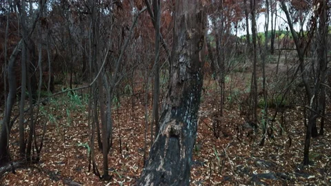 Forest of trees after devastating forest fires. Shot from below Video stock 160490122