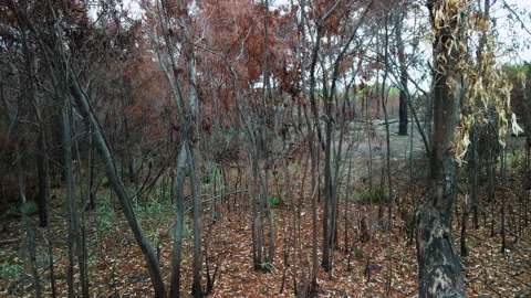 Forest of trees after devastating forest fires Stock Footage 160491896