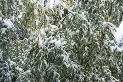 Forest trees after snowfall. Snow covered golden wattle tree branches Stock Photos