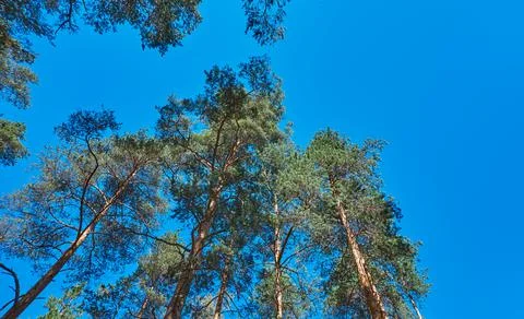 Forest trees against the sky Stock Photos