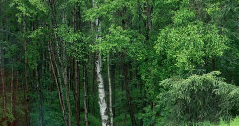 Forest Trees Alaska Andreas Fault Stock Footage 92841698