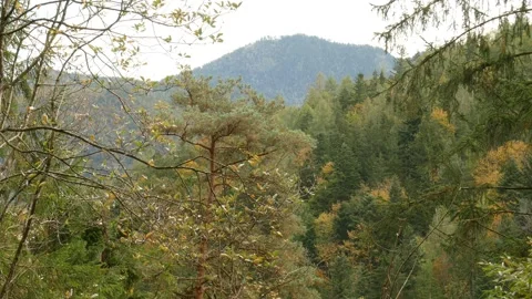 Forest with trees in the Almbach valley Stock Footage 291795018