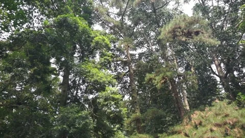 A forest with trees and a beautiful natural atmosphere in the daytime Stock Footage 272909583