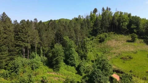Forest trees and blue sky Video stock 137292951