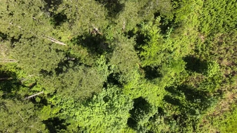 Forest trees and blue sky Video stock 137292955