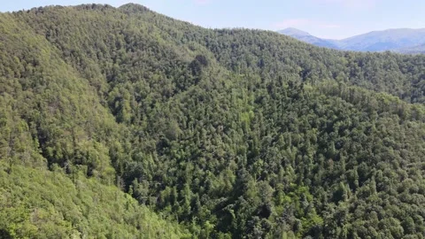 Forest trees and blue sky Video stock 137293007