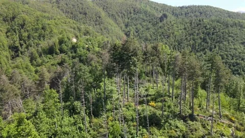 Forest trees and blue sky Video stock 137293035