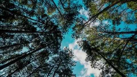 A forest with trees and a blue sky Stock Footage 313417093