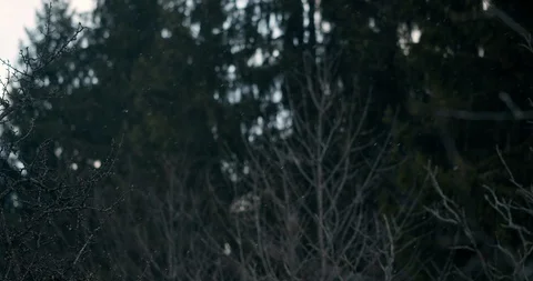 Forest trees and branches while snowflakes are falling in slow motion Video stock 129394614
