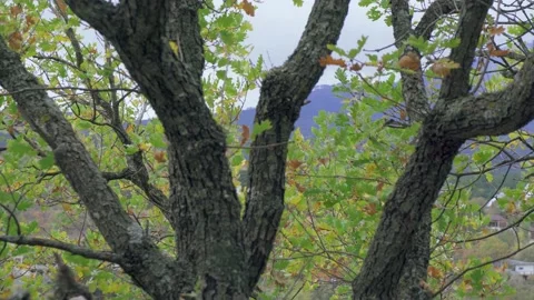 Forest trees and bushes with views of mountains and rocks in the fog Stock Footage 143920721