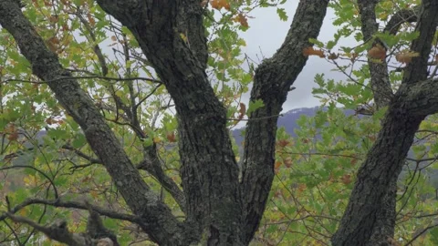 Forest trees and bushes with views of mountains and rocks in the fog. Autumn Stock Footage 143924328