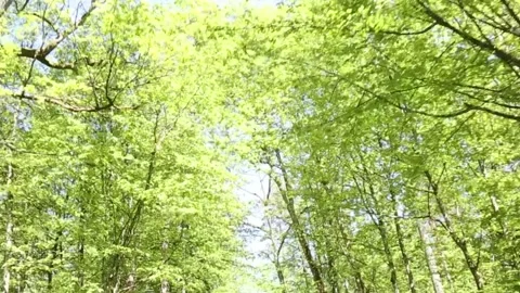 A forest with trees and a clear blue sky Stock Footage 274637843