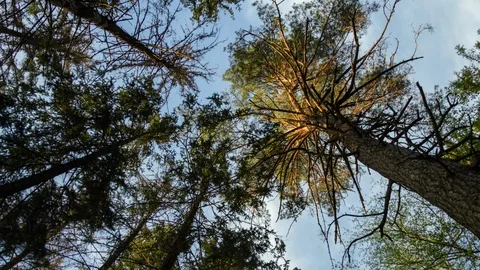 Forest, trees and clouds Stock Footage 104525576