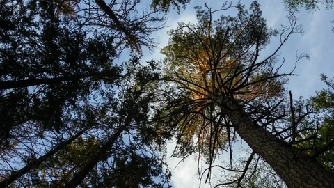 Forest, trees and clouds Stock Footage 105887396