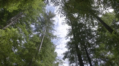 Forest Trees and Clouds : Time Lapse Stock Footage 77410113