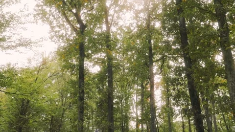 Forest with trees and a cloudy sky Video stock 303994859
