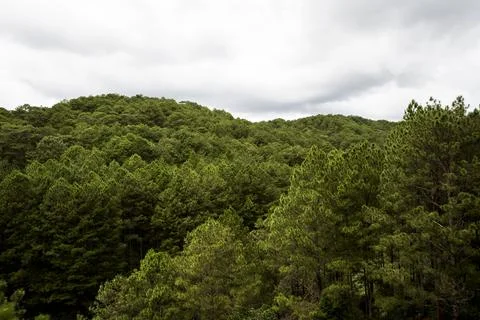 A forest with trees and a cloudy sky Stock Photos