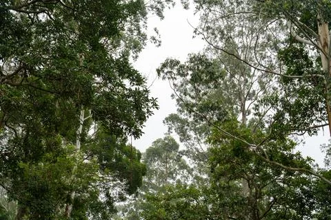 A forest with trees and a cloudy sky 写真素材