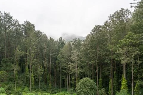 A forest with trees and a cloudy sky Stock Photos
