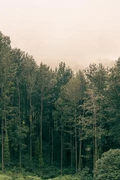 A forest with trees and a cloudy sky Stock Photos