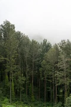 A forest with trees and a cloudy sky Stock Photos