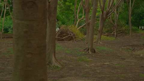 Forest Trees and Fallen Roots in Park Stock Footage 318660476