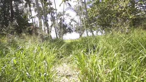 Forest trees and grass path on a sunny Day Stock Footage 85818499