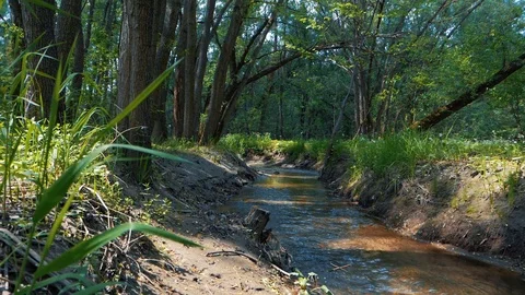 Forest. trees and grass. water stream Stock Footage 89883780