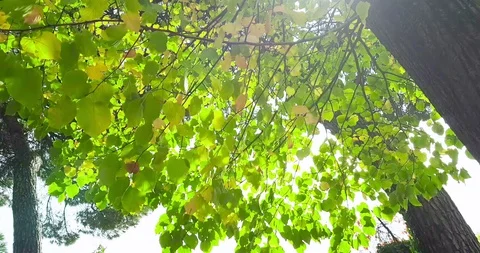 Forest trees and green spring summer leaves at daylight Stock Footage 103220836