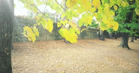 Forest trees and green spring summer yellow leaves at daylight Видео 115717464