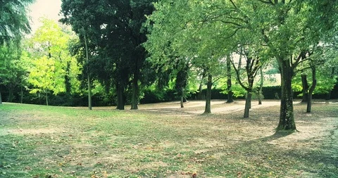 Forest trees and green spring summer leaves at daylight Video stock 115763879