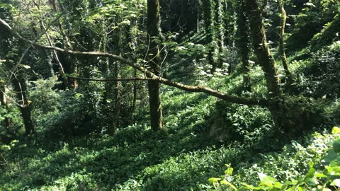 Forest Trees and Greenery on the Hike to Pena Castle in Sintra Stock Footage 139639728