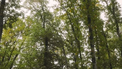 Forest with trees and leaves Stock Footage 303994857