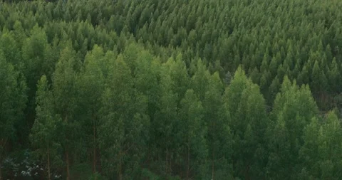 Forest with Trees And moderate Wind, 8K Stock Footage 332215367