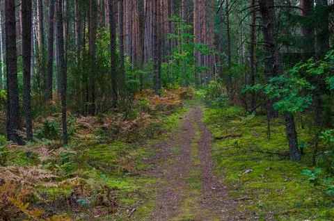 Forest with Trees and Moss in Background. Lithuania. Stock Photos