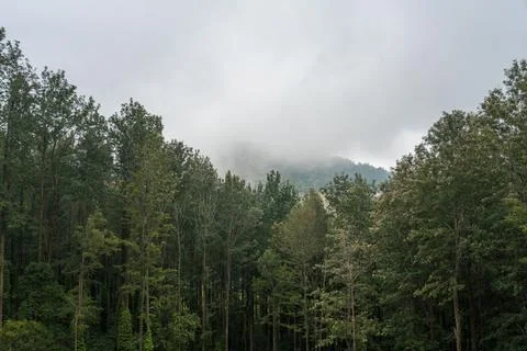 A forest with trees and a mountain in the background Stock Photos
