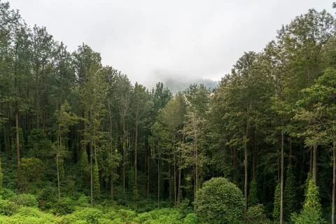 A forest with trees and a mountain in the background Stock Photos