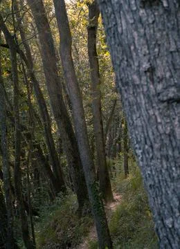 Forest trees and plants Stock-Fotos
