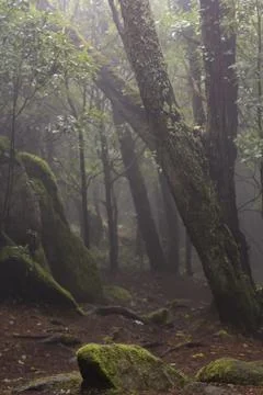 Forest with trees and rocks covered with moss on foggy day Stock Photos