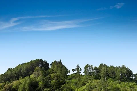 Forest trees and sky Stock Photos