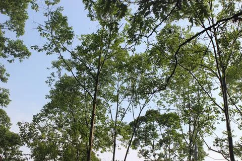 Forest Trees and sky Stock-Fotos
