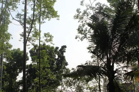 Forest Trees and sky Stock-Fotos