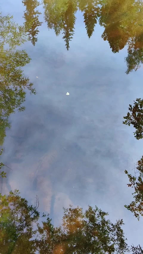 Forest trees and sky reflecting on calm water surface. vertical. Stock-Footage 332402551