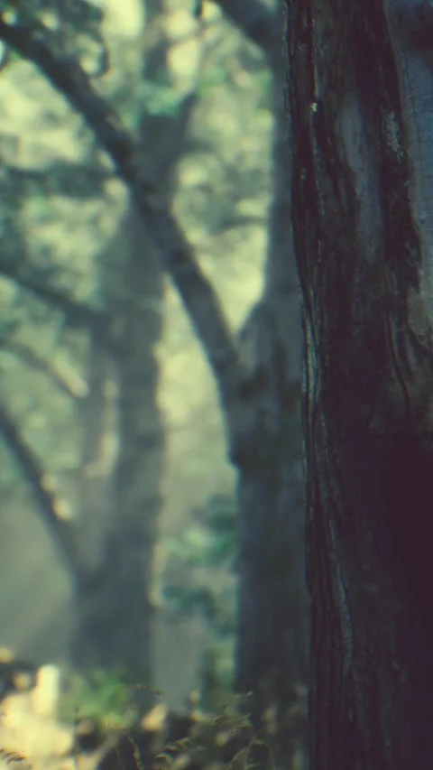Forest with trees and soft light in the background during early evening Stock Footage 346677604