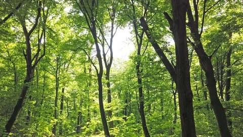 Forest with trees and sun light Stock Footage 109041564