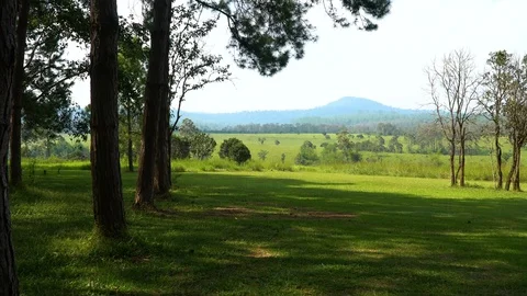 Forest trees and sunlight dolly moving low angle shot Stock Footage 99485287