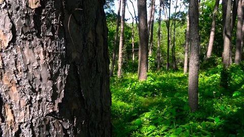 Forest trees and sunlight dolly moving low angle shot Stock Footage 100618935