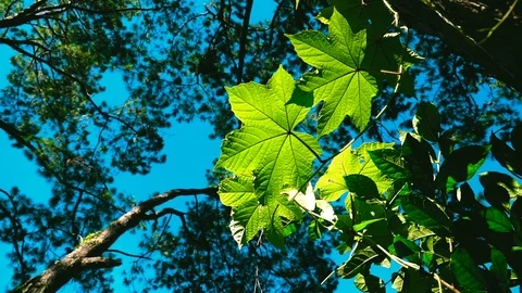 Forest trees and sunlight dolly moving low angle shot Stock Footage 100618991